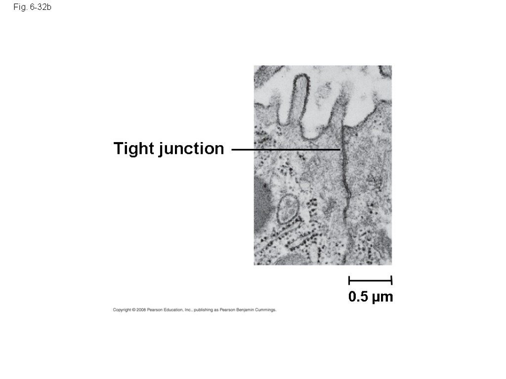 Fig. 6-32b Tight junction 0.5 µm